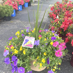 Mixed potted flowers with purple and yellow blooms in a beige container
