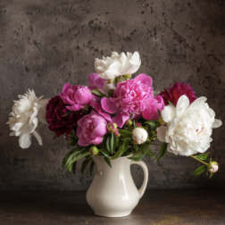 Pink and white peonies in a white pitcher vase