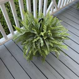 Potted fern plant with arching fronds on a porch