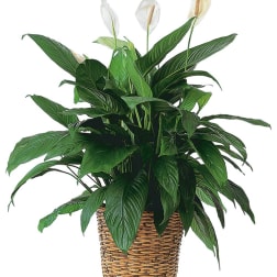 Spathiphyllum (Peace Lily) Large