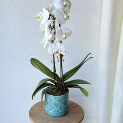 EC28 - XOXO Orchid