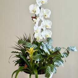 EC107 Butterfly Orchid Garden