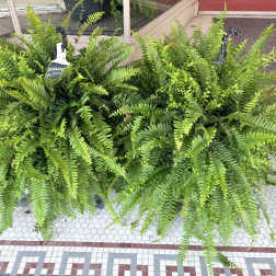 Boston Ferns