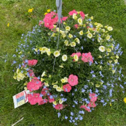 Hanging basket of pink, yellow, and blue flowers