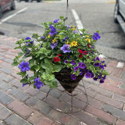 Hanging basket of purple, yellow, and red flowers in a wire stand