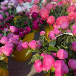 Buckets of pink peony buds at a flower market