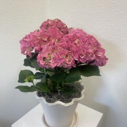 Handmade Hydrangea