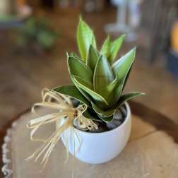Small potted succulent in a white bowl with a raffia bow