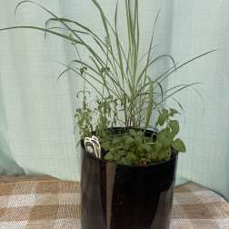 LEMON BALM/GRASS AND LAVENDER LEMONADE STARTER WITH RECIPE