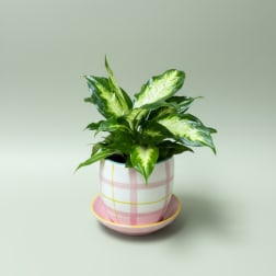 A Pretty Pot of Appreciation
