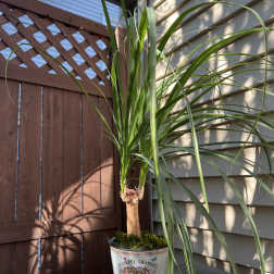 PonyTail Palm