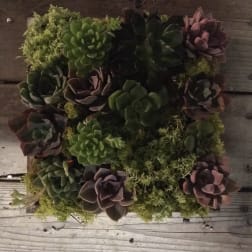 Square succulent arrangement with green and purple rosettes