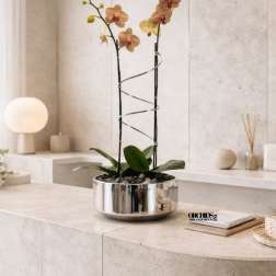 Two orchid stems in a shiny silver bowl planter