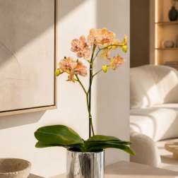 Peach Phalaenopsis Orchid – Same Day Orchid Delivery Miami