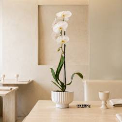 White Phalaenopsis Orchid – Orchid Delivery Miami
