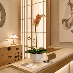 Peach Phalaenopsis Orchid – Orchid Delivery Miami