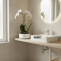White Phalaenopsis Orchid – Delivery Orchids Miami