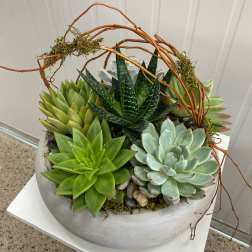 Medium Succulent Dish Garden