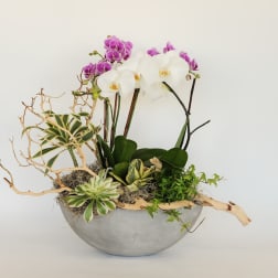 Orchid arrangement in a gray bowl with succulents and driftwood