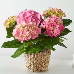Pink hydrangea plant in a woven basket pot