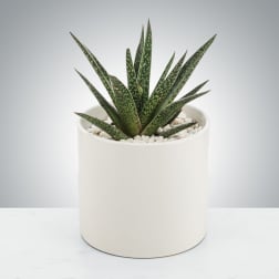 Aloe Plant