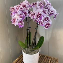 Potted orchid arrangement with pink-speckled blooms in a white container