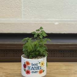 Best Teacher Ever Plant