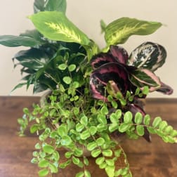 Green Plant Dishgarden