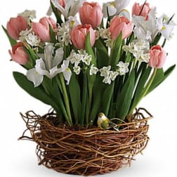 Tulip Song