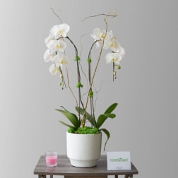 White orchid arrangement in a white pot with green moss