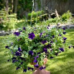 Large Purple Outdoor Hanging Basket (Only 1 Available)
