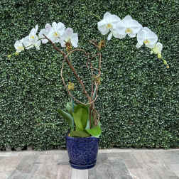 White orchid arrangement in a blue ceramic pot