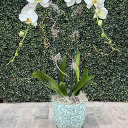 ORCHID OF THE WEEK
