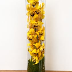 Golden orchid