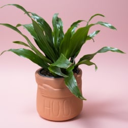 A Little Pot of Hugs