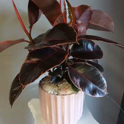 Ficus in Pink PL113