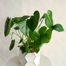 Green Plant