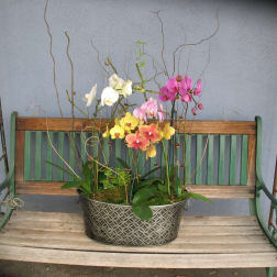 orchid Plant #p1