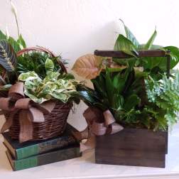 Two potted plant arrangements in a basket and wooden box with ribbon bows.