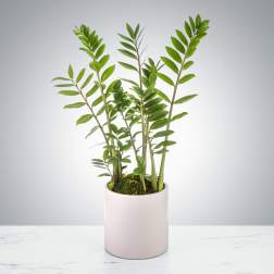 Potted green plant in a white cylindrical planter