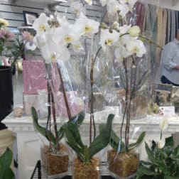 Double Phalaenopsis Plants