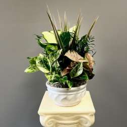 Potted tropical foliage arrangement in a white container