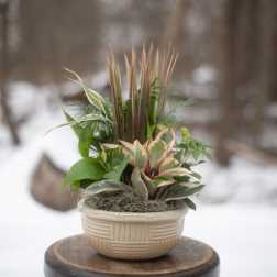Potted mixed foliage arrangement in a cream basket-style planter