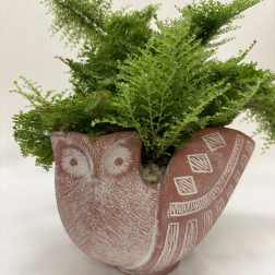 Wise Owl