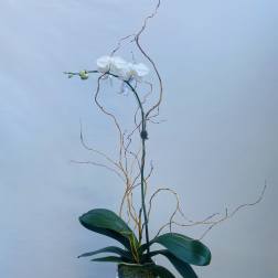 White orchid arrangement in a white square vase with curly branches