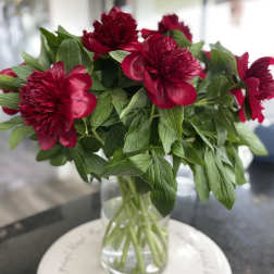 PEONIES in RED