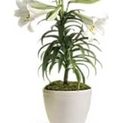 Potted plant with white flowers in a white container