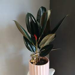 Ficus in Pink PL113