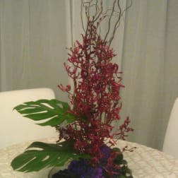 Orchids of Plenty