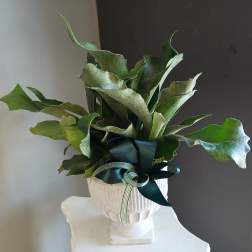 Staghorn fern PL8